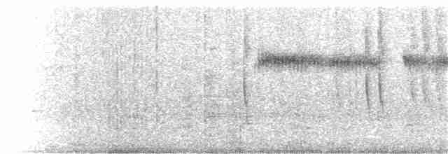 Широкохвостый колибри - ML67455911