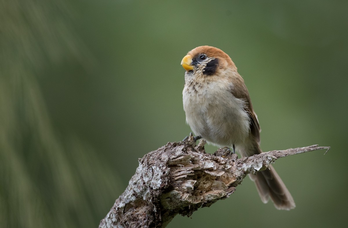 Spot-breasted Parrotbill - Ian Davies