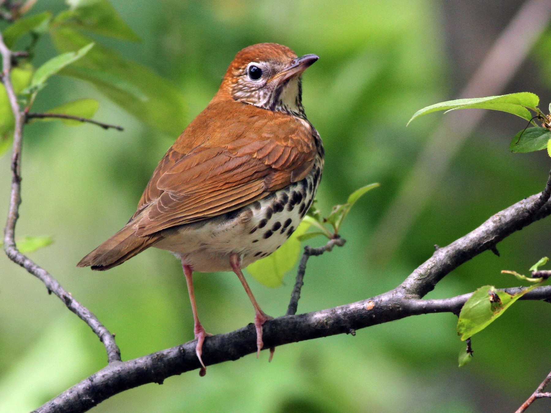 Wood Thrush - Evan Lipton