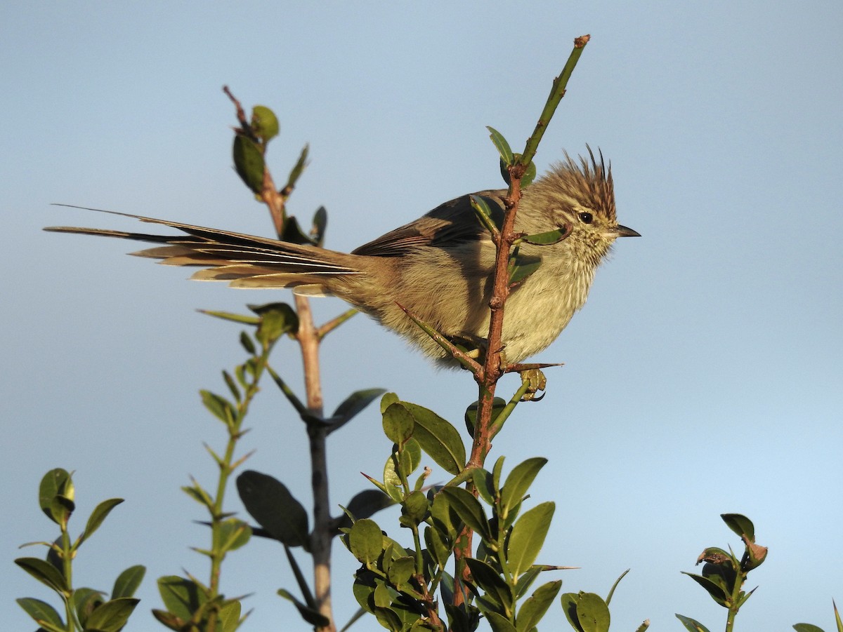 Tufted Tit-Spinetail - ML67458781