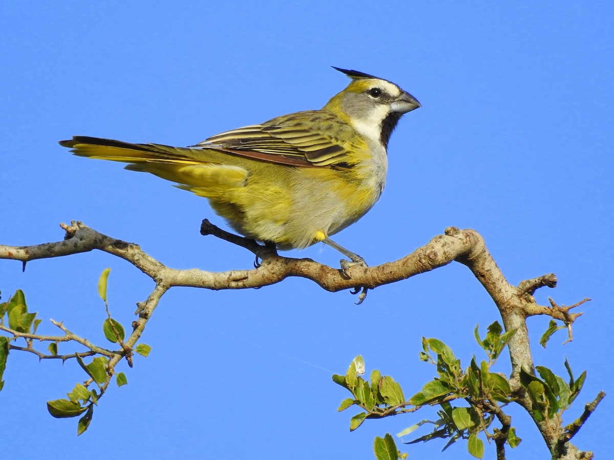 Yellow Cardinal - Carlos Crocce