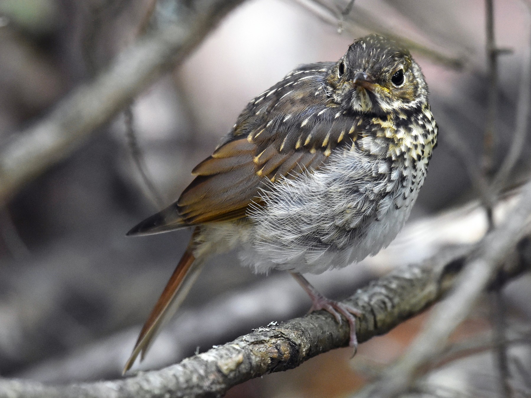 Hermit Thrush - Giovanni   Pari