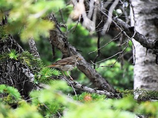  - Hermit Thrush