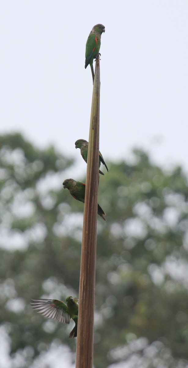 Maroon-tailed Parakeet - ML67460571