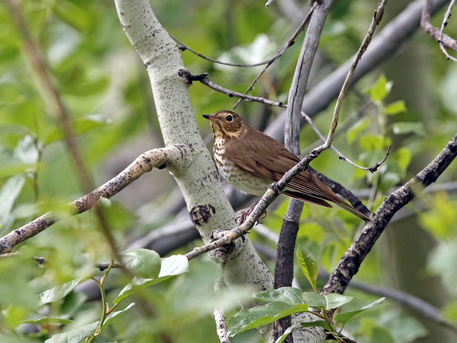 Swainson's Thrush - Adam Dudley