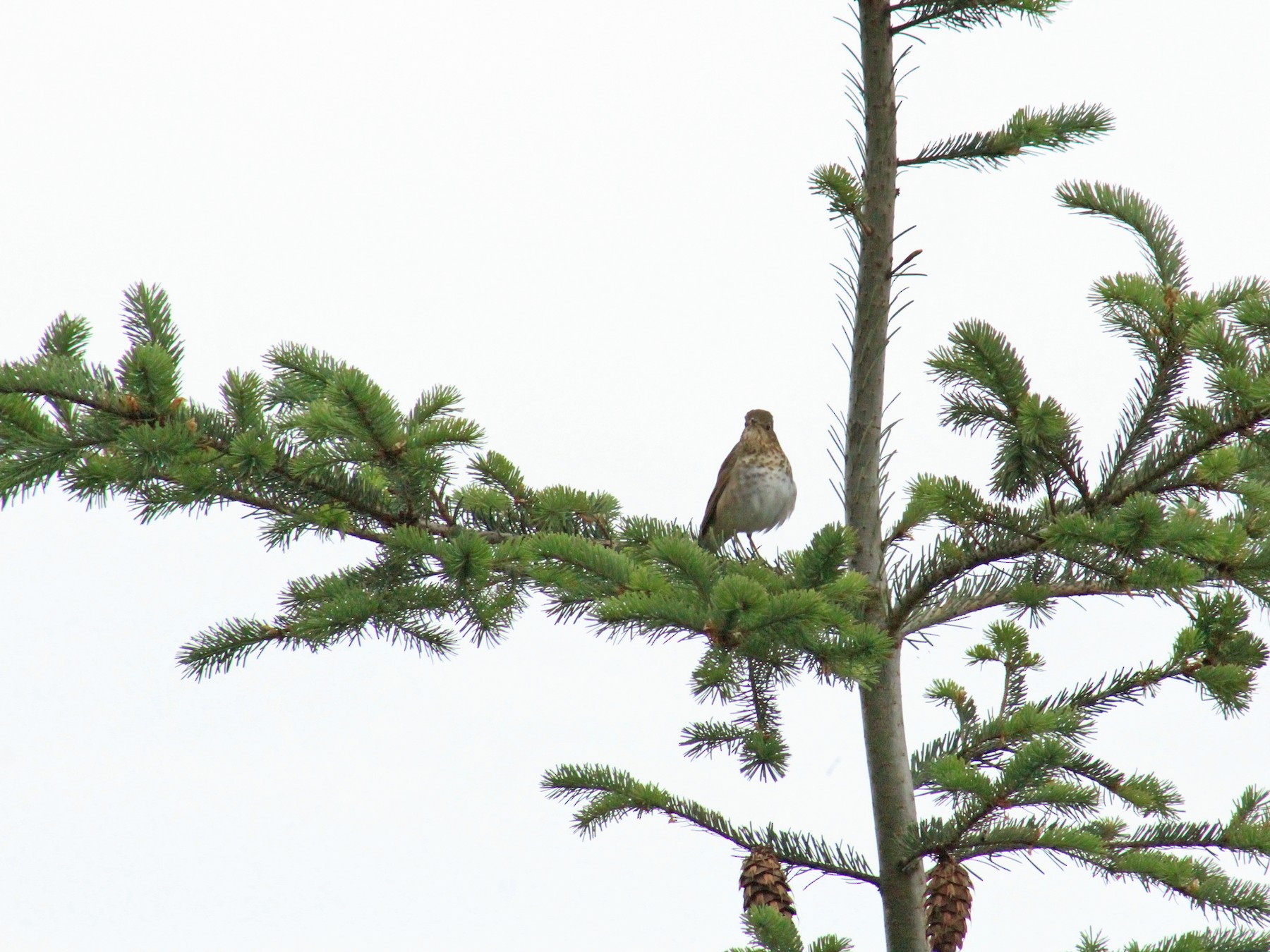 Swainson's Thrush - Kendall Van Zanten