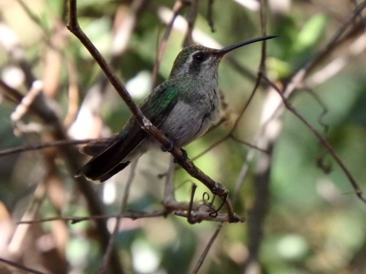 Broad-billed Hummingbird - David Lichter
