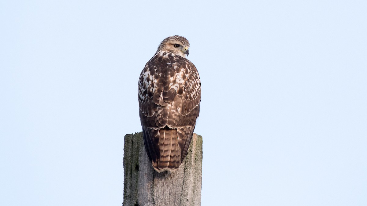 Red-tailed Hawk - Charlie Shields