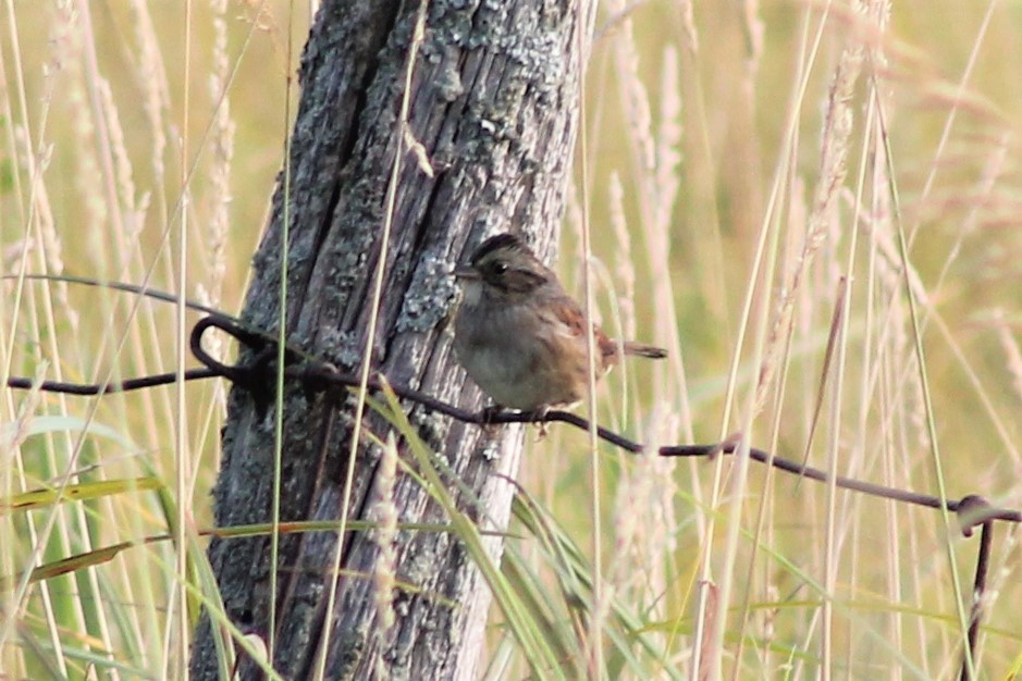 Swamp Sparrow - ML67463801
