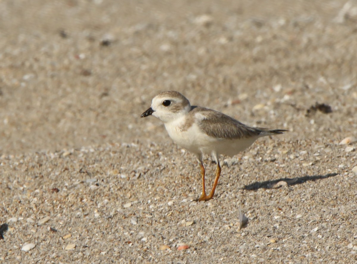 Piping Plover - ML67467901