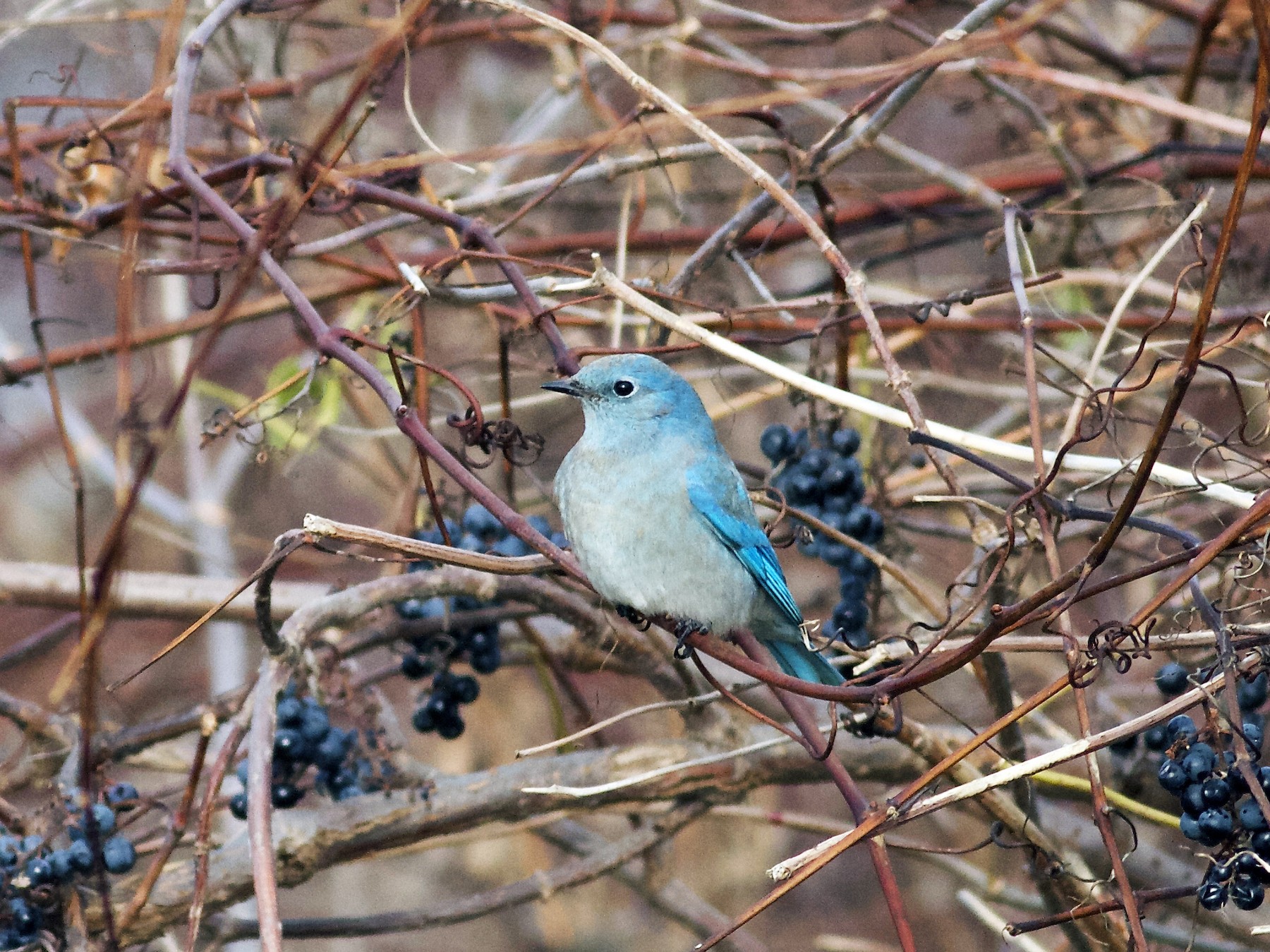 Mountain Bluebird - Marc North