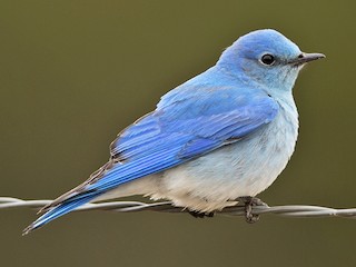 Mountain Bluebird Sialia Currucoides Birds Of The World