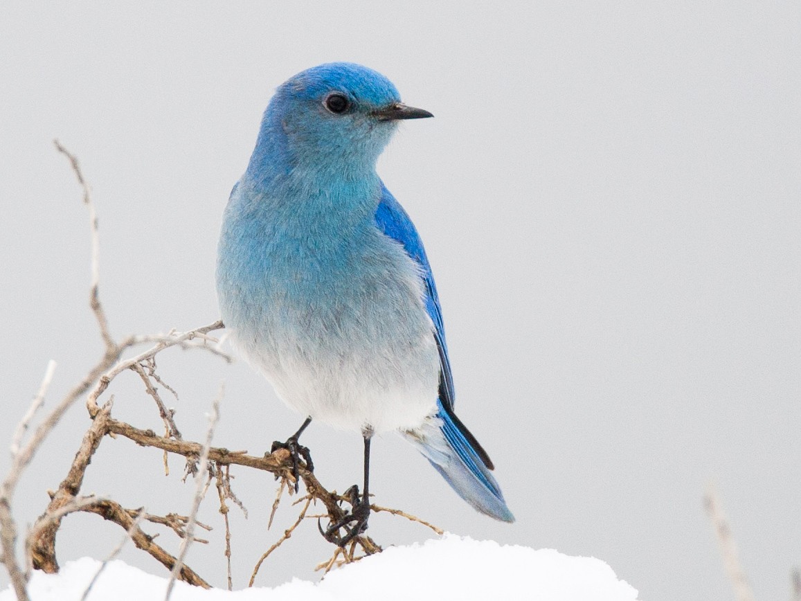 Mountain Bluebird - eBird