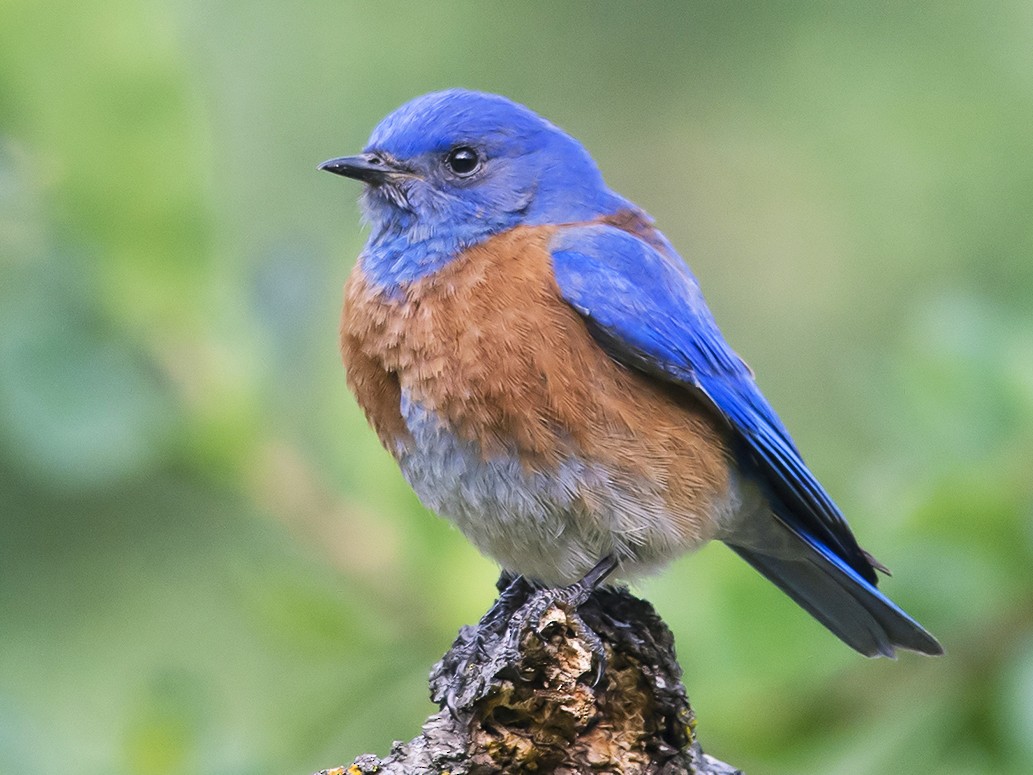 Western Bluebird - eBird