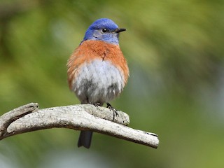 チャカタルリツグミ - eBird