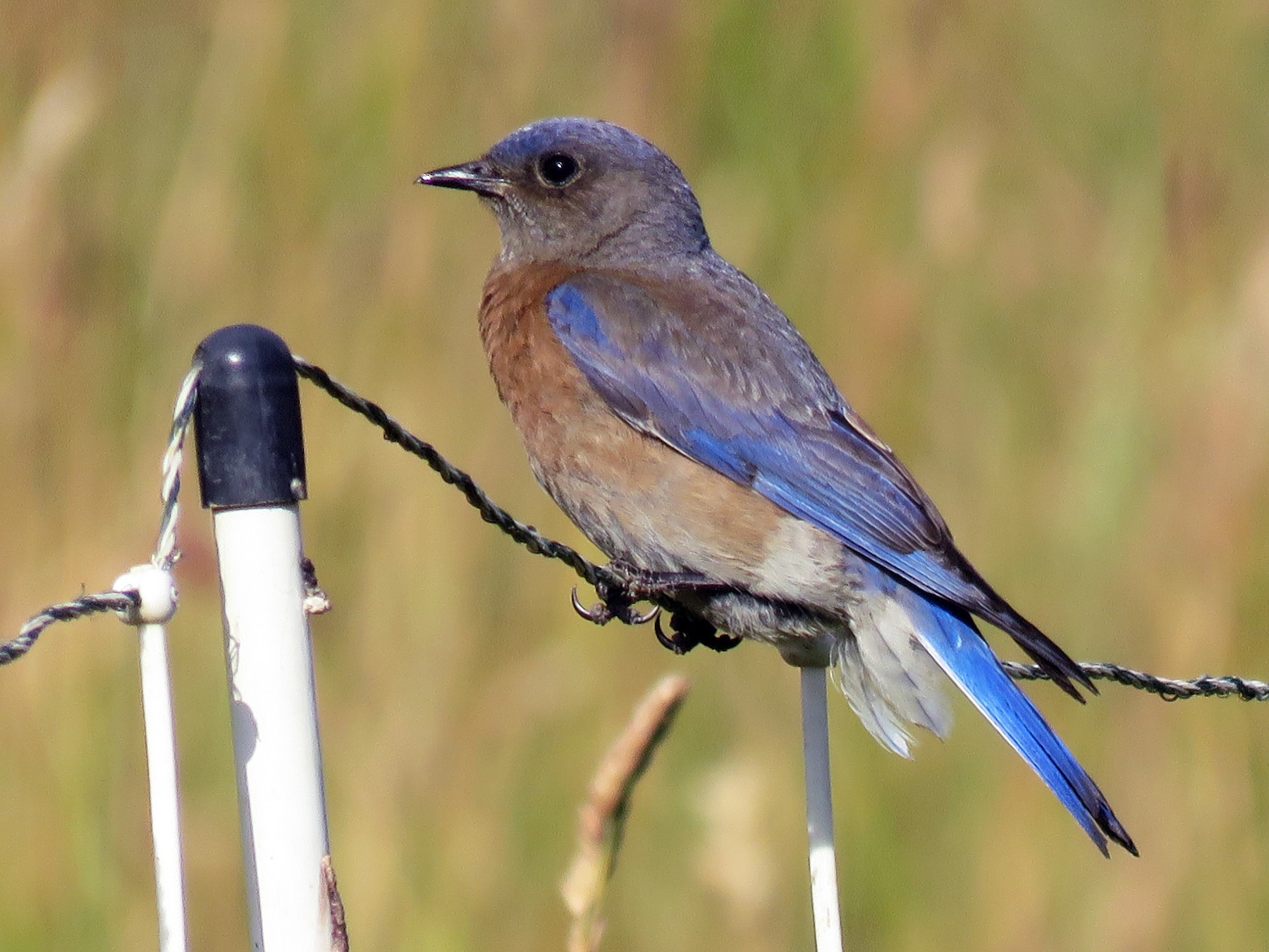 Western Bluebird - Kai Frueh