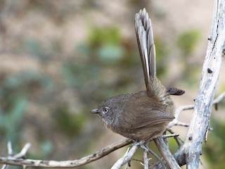 ミソサザイモドキ - eBird