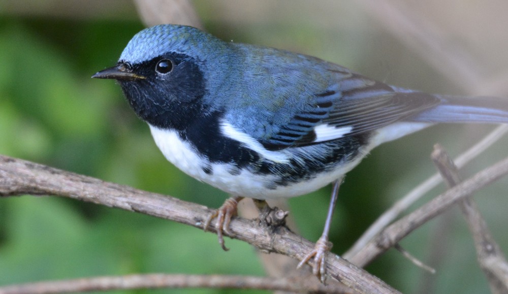 Black-throated Blue Warbler - Dick Horsey