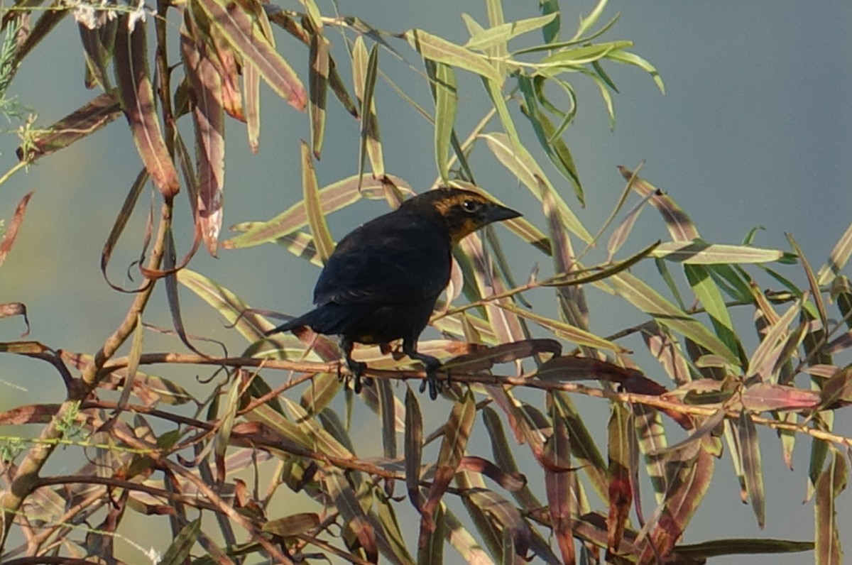 Yellow-headed Blackbird - Greg Cross
