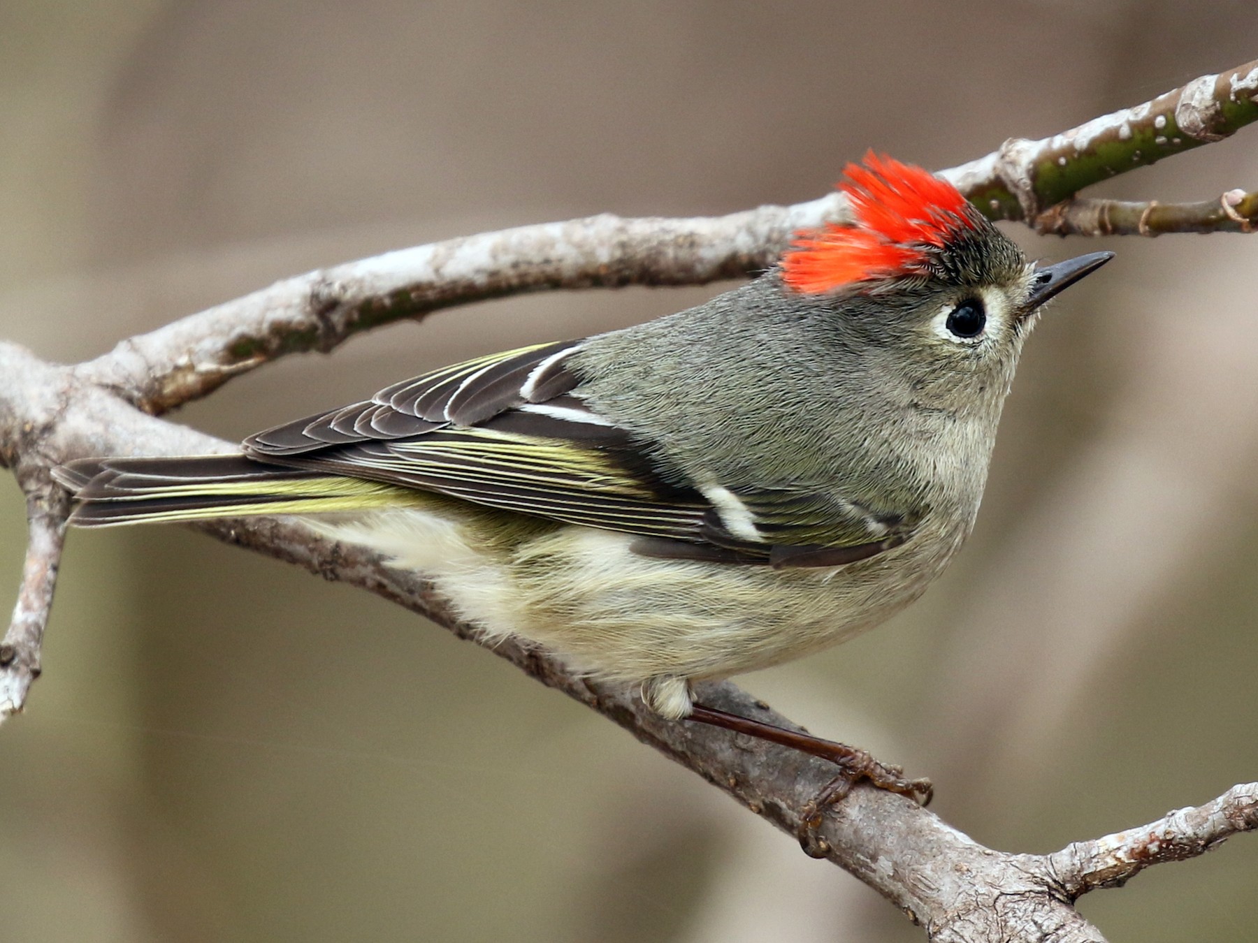 Что за птица по фото. Ruby crowned Kinglet. Маленькая птичка с хохолком. Птица с красным хохолком. Маленькая птица с красным хохолком.