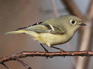 ルビーキクイタダキ - eBird