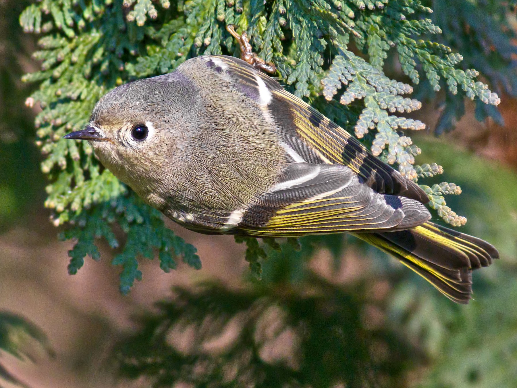 Ruby-crowned Kinglet - Rob Dickerson