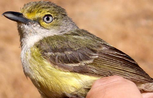 White-eyed Vireo - Big Sur Ornithological Lab