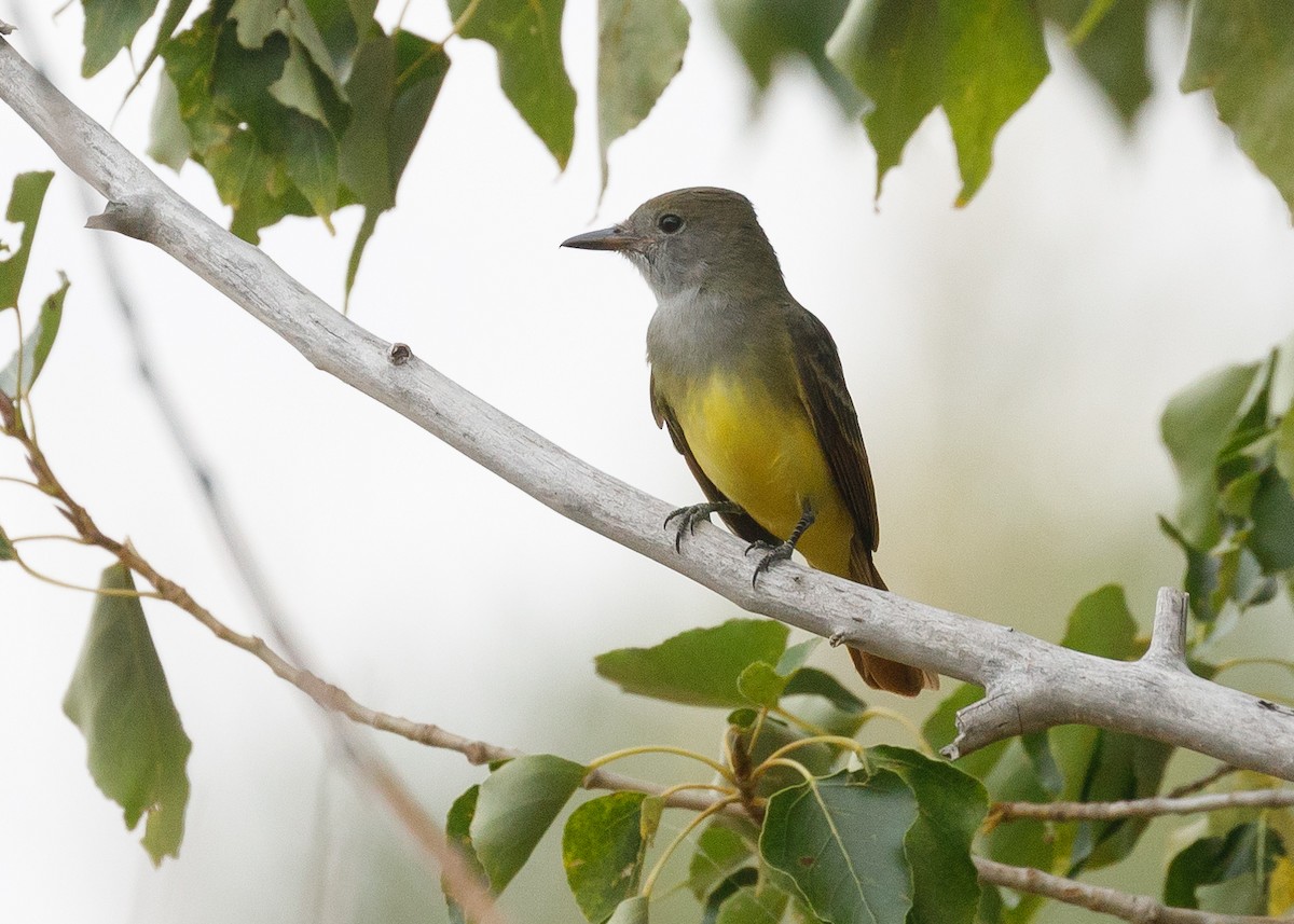 Great Crested Flycatcher - ML67475411