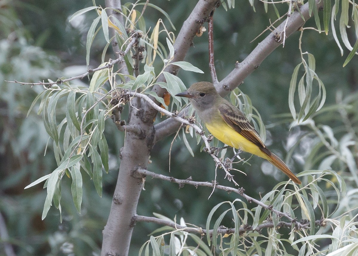 Great Crested Flycatcher - ML67475421