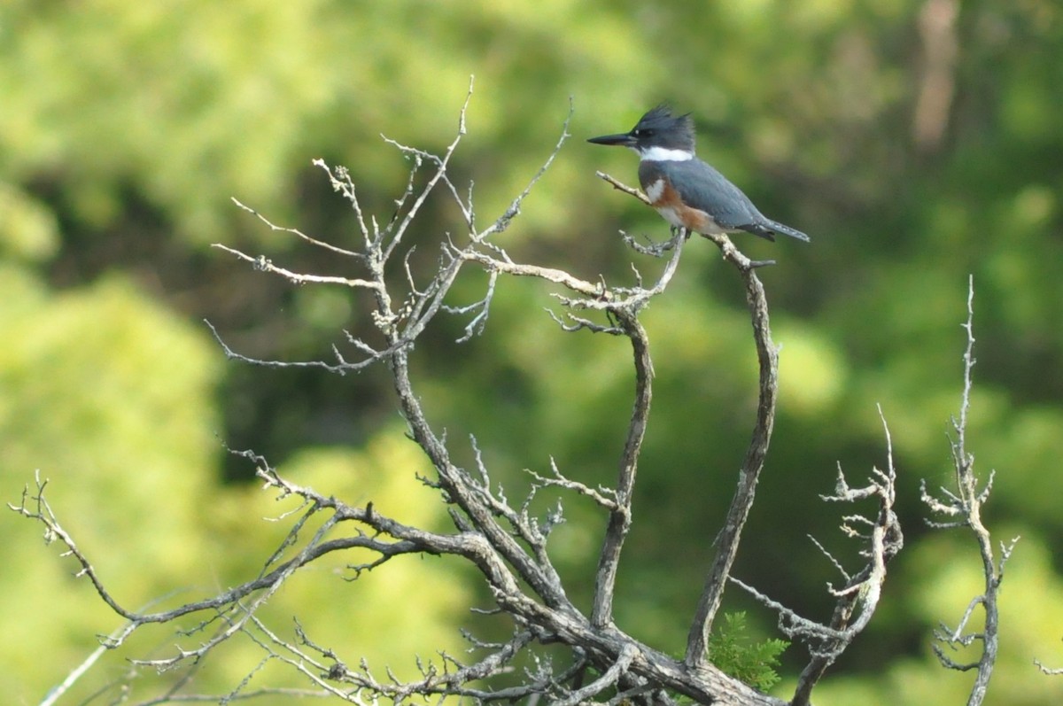 Belted Kingfisher - ML67476351