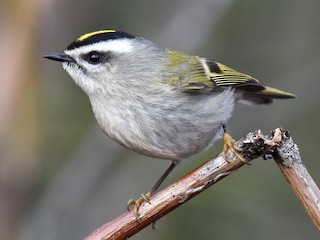 アメリカキクイタダキ - eBird
