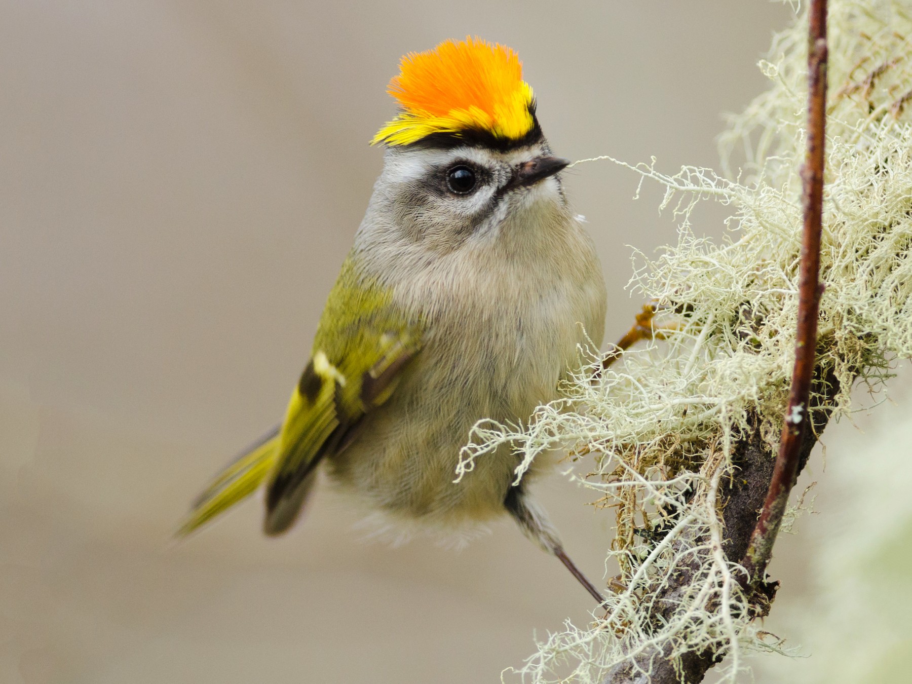 Golden-crowned Kinglet - Jacob McGinnis