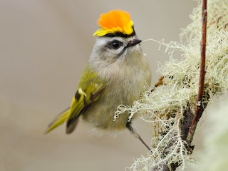 アメリカキクイタダキ - eBird