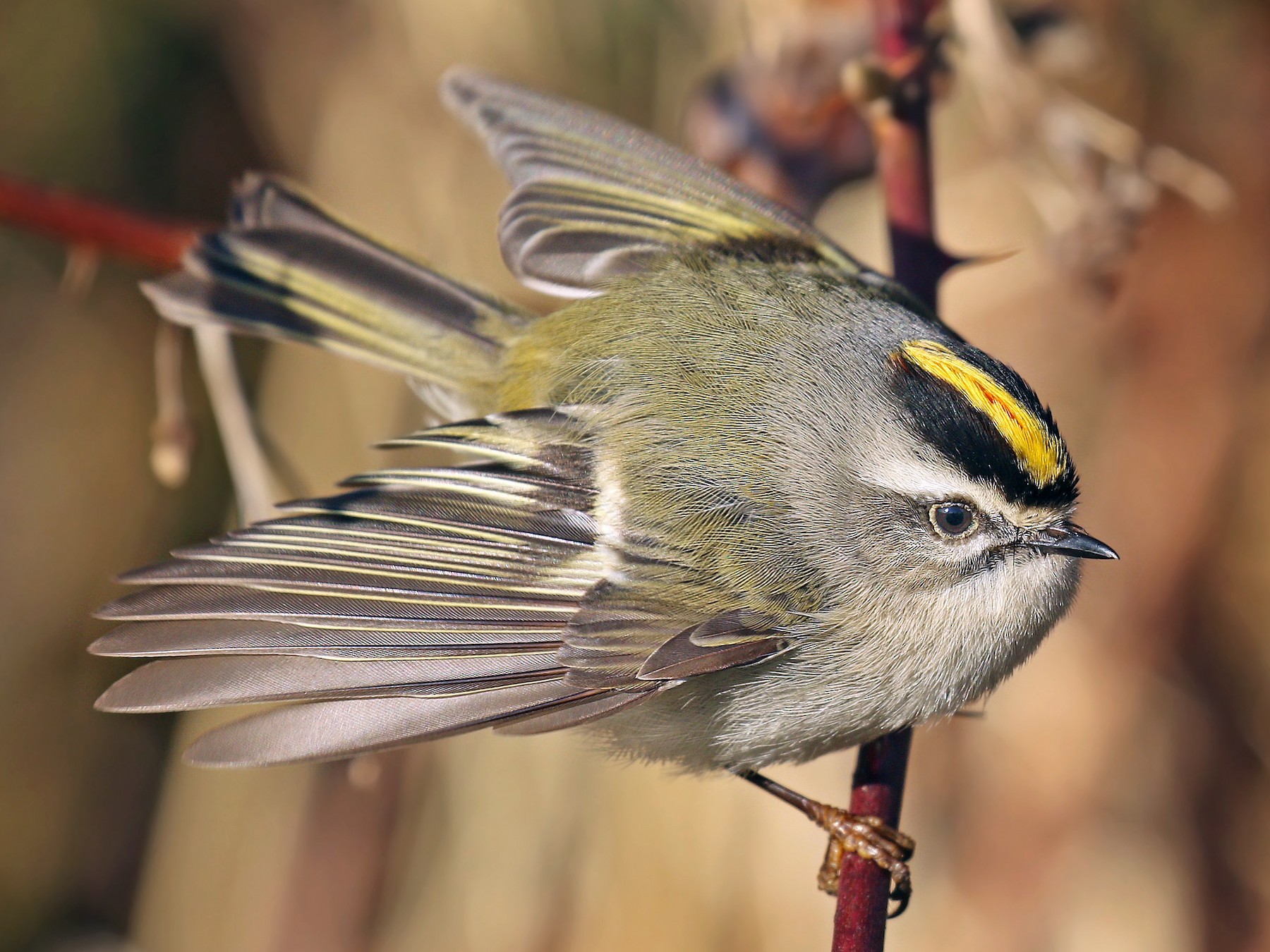 アメリカキクイタダキ Ebird