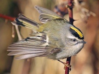 アメリカキクイタダキ - eBird