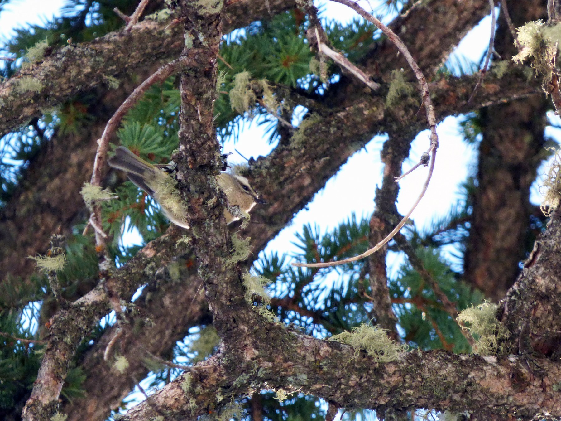 Golden-crowned Kinglet - Logan Korte