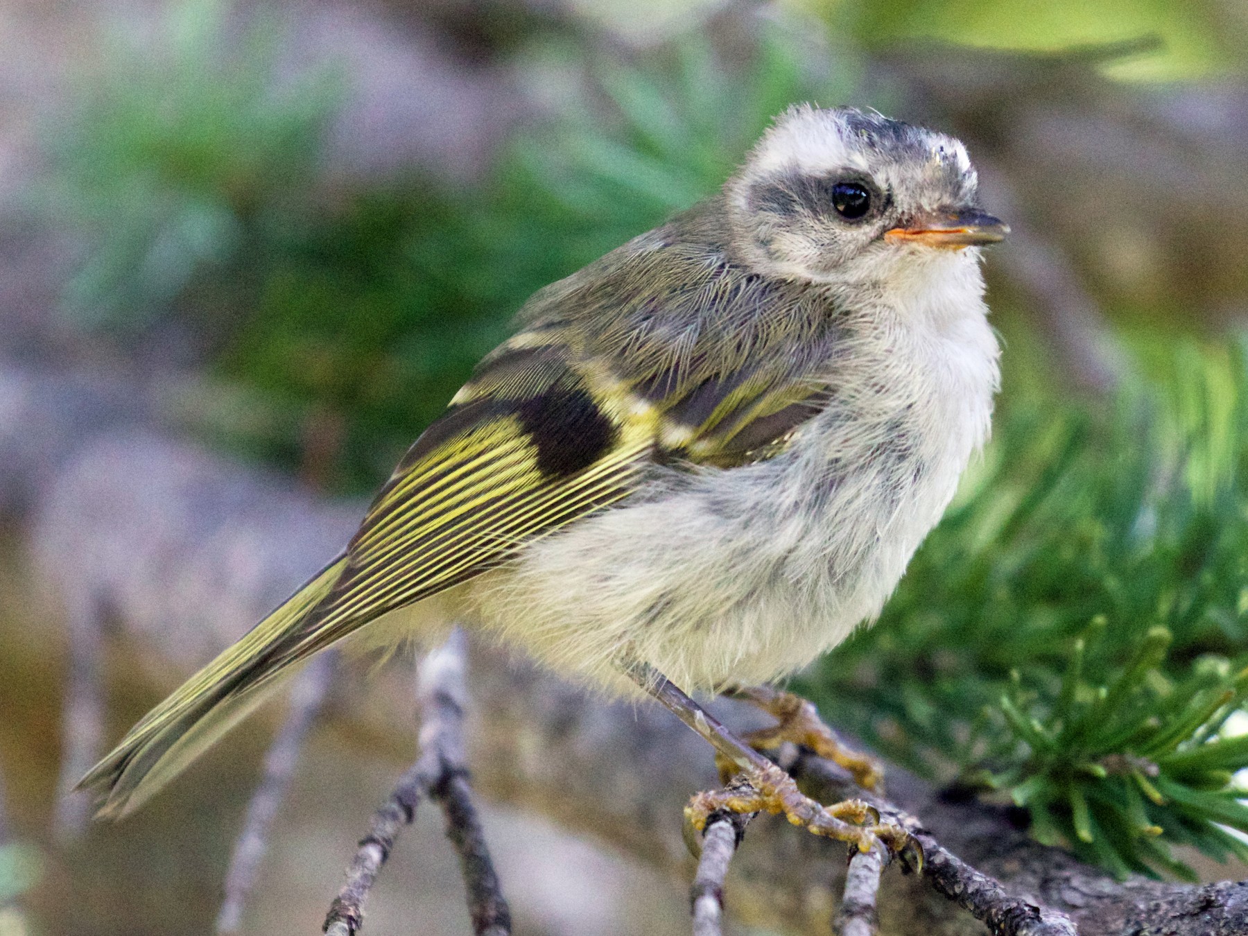 Golden-crowned Kinglet - Gates Dupont