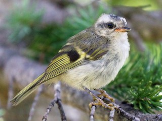 Golden-crowned Kinglet - eBird