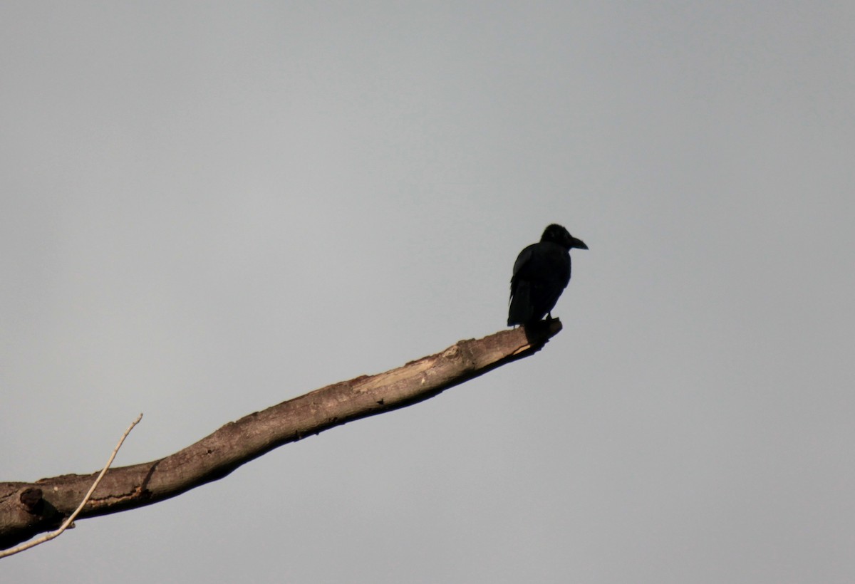Large-billed Crow - ML67479051