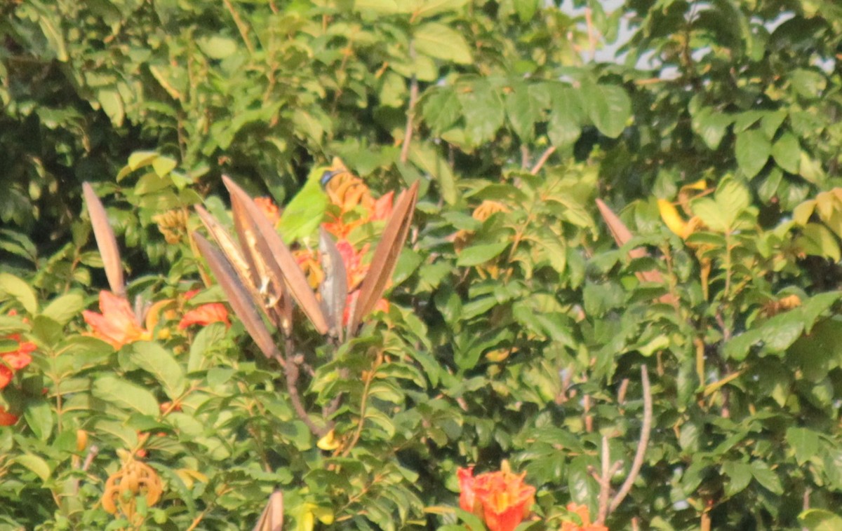 Golden-fronted Leafbird - ML67479491