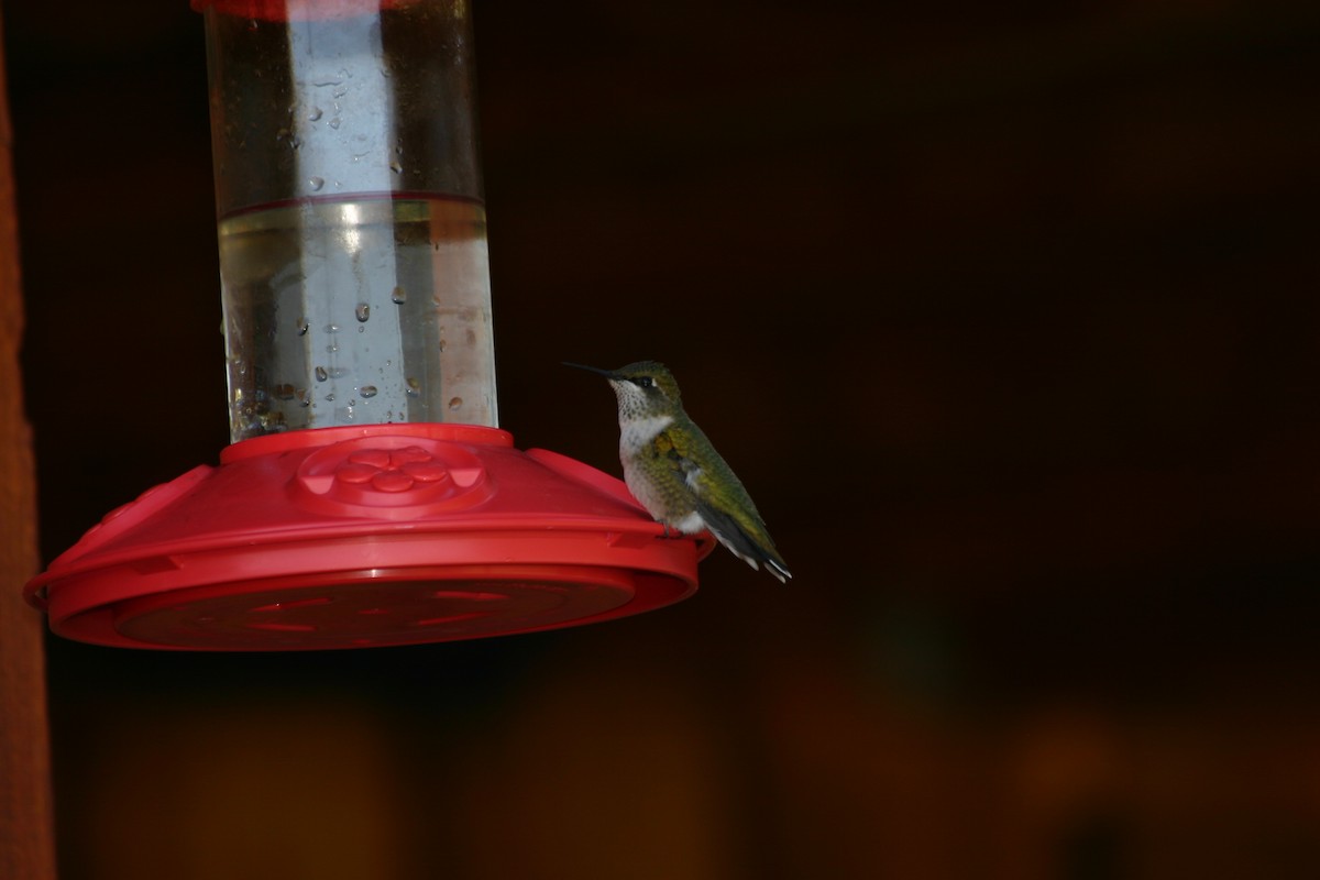 Ruby-throated Hummingbird - Eric Rasmussen