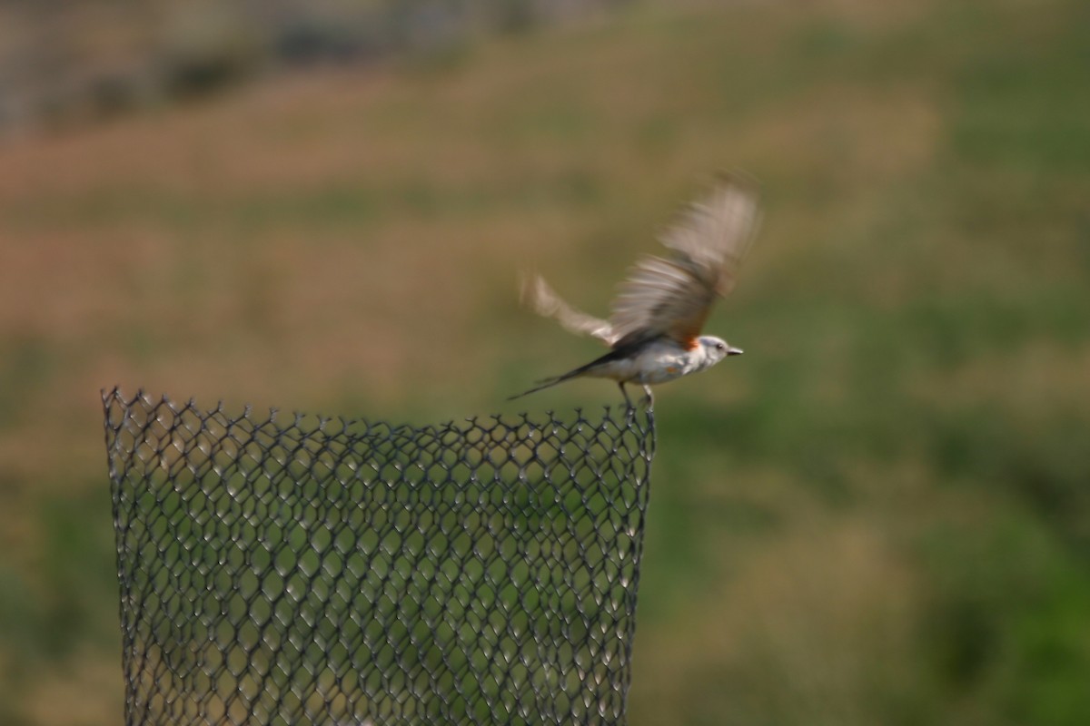 Scissor-tailed Flycatcher - Eric Rasmussen