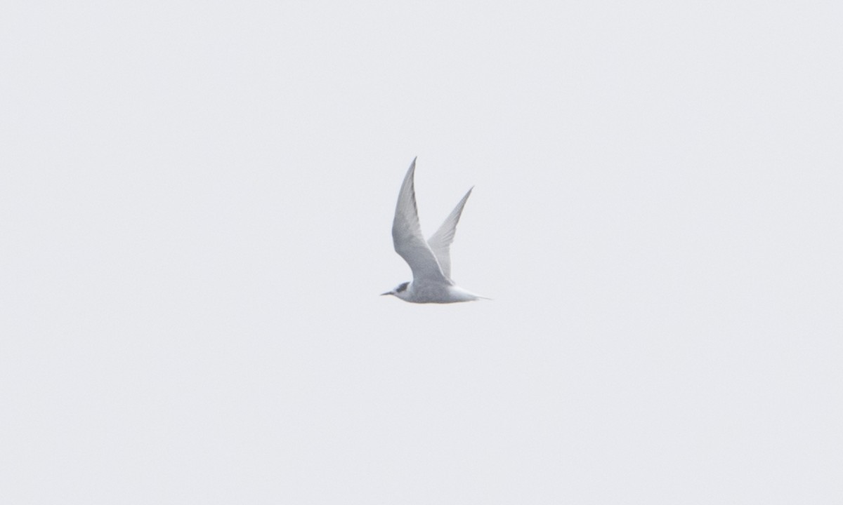 Arctic Tern - ML67484891