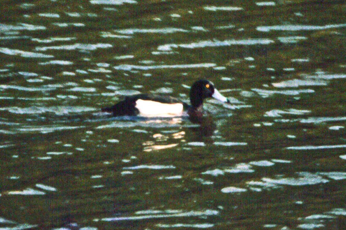 Tufted Duck - ML67487551