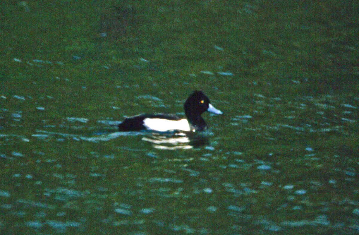 Tufted Duck - ML67487561
