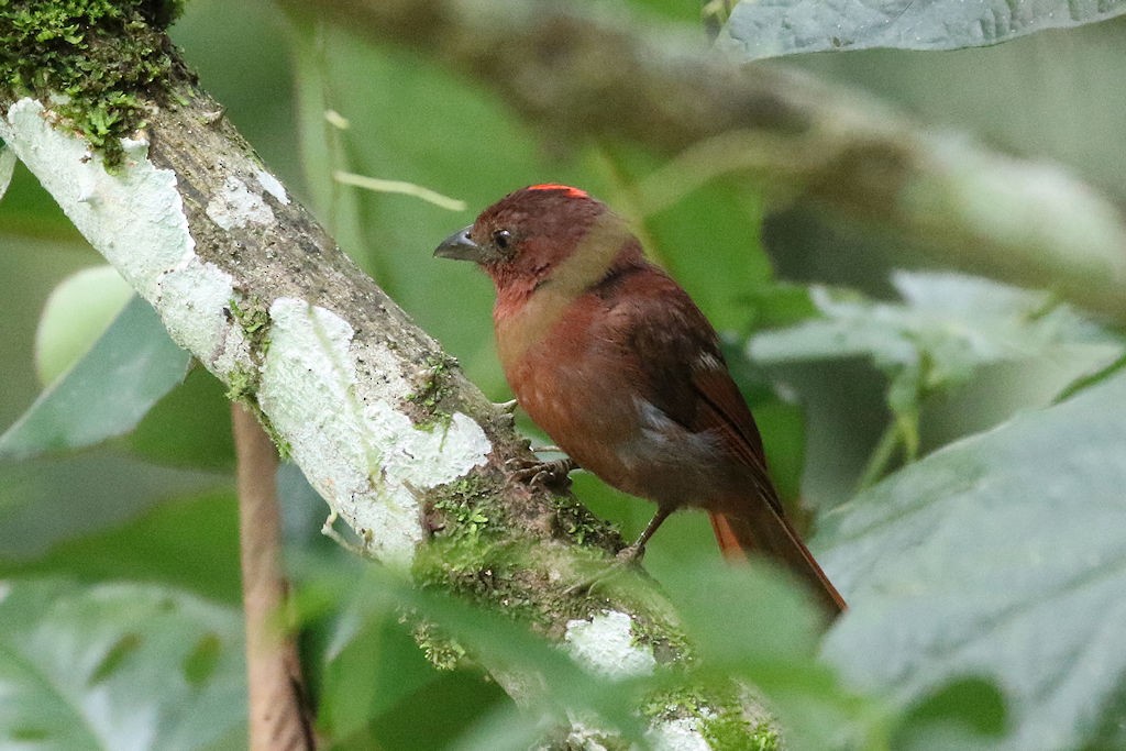 Red-crowned Ant-Tanager - ML67488771