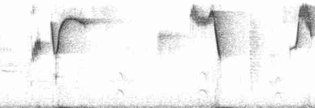 Caracas Brushfinch - ML67490