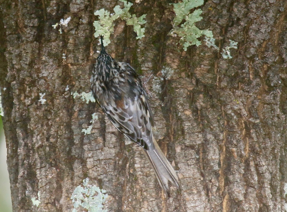 Brown Creeper - Roger Zachary