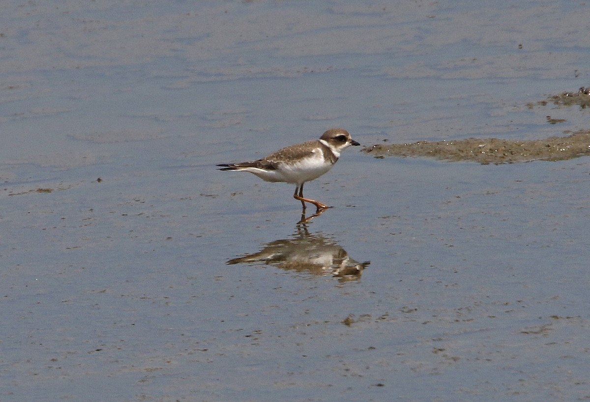 Semipalmated Plover - ML67493551