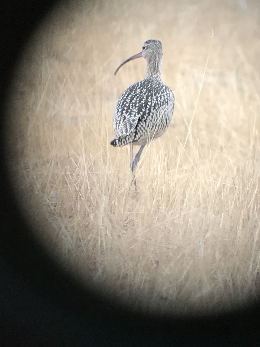 Long-billed Curlew - ML67497431